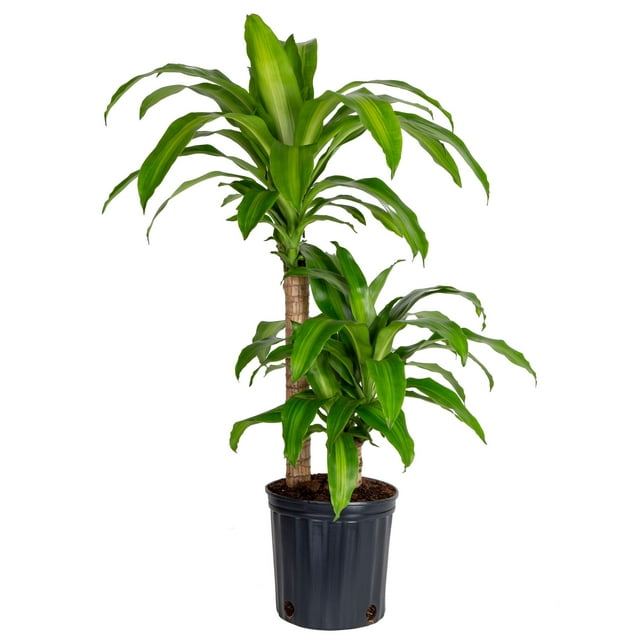 Costa Farms Plants with Benefits Live Indoor Green Mass Cane Plant in