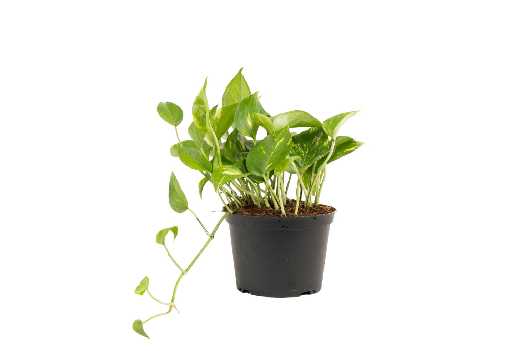 Costa Farms Plants with Benefits Live Indoor Plant 10in Tall Golden Pothos in 6in Grower Pot