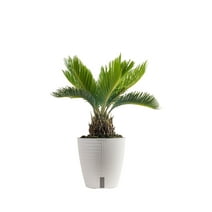 Costa Farms Plants with Benefits Live Indoor Plant 6in Sago Palm in Self-Watering 6in Pot