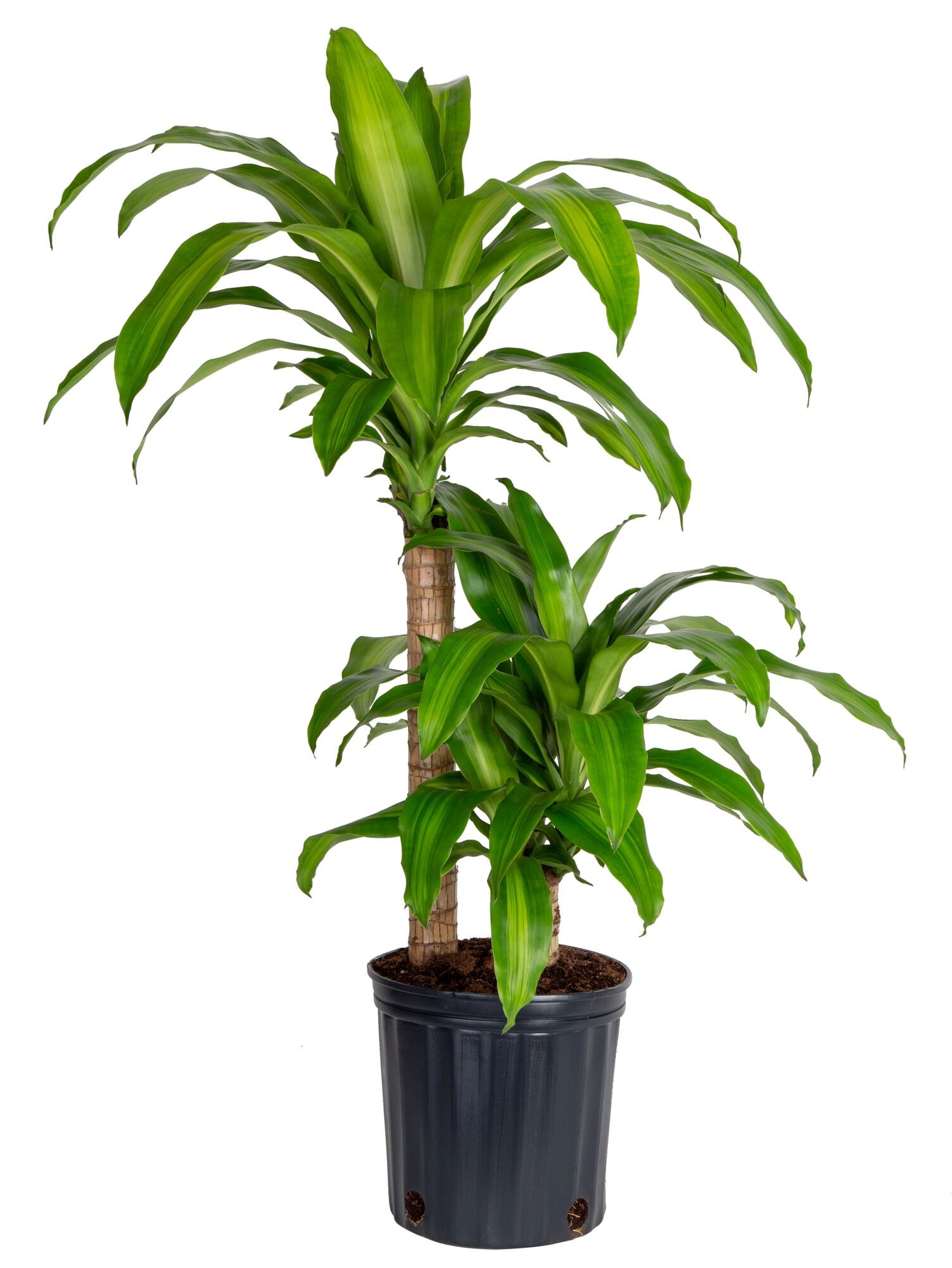decorative indoor plant stakes Acrylic Plant Stake Thirsty Bitch