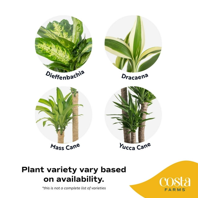 Costa Farms Plants with Benefits Live Indoor Plant Foliage Assorted in