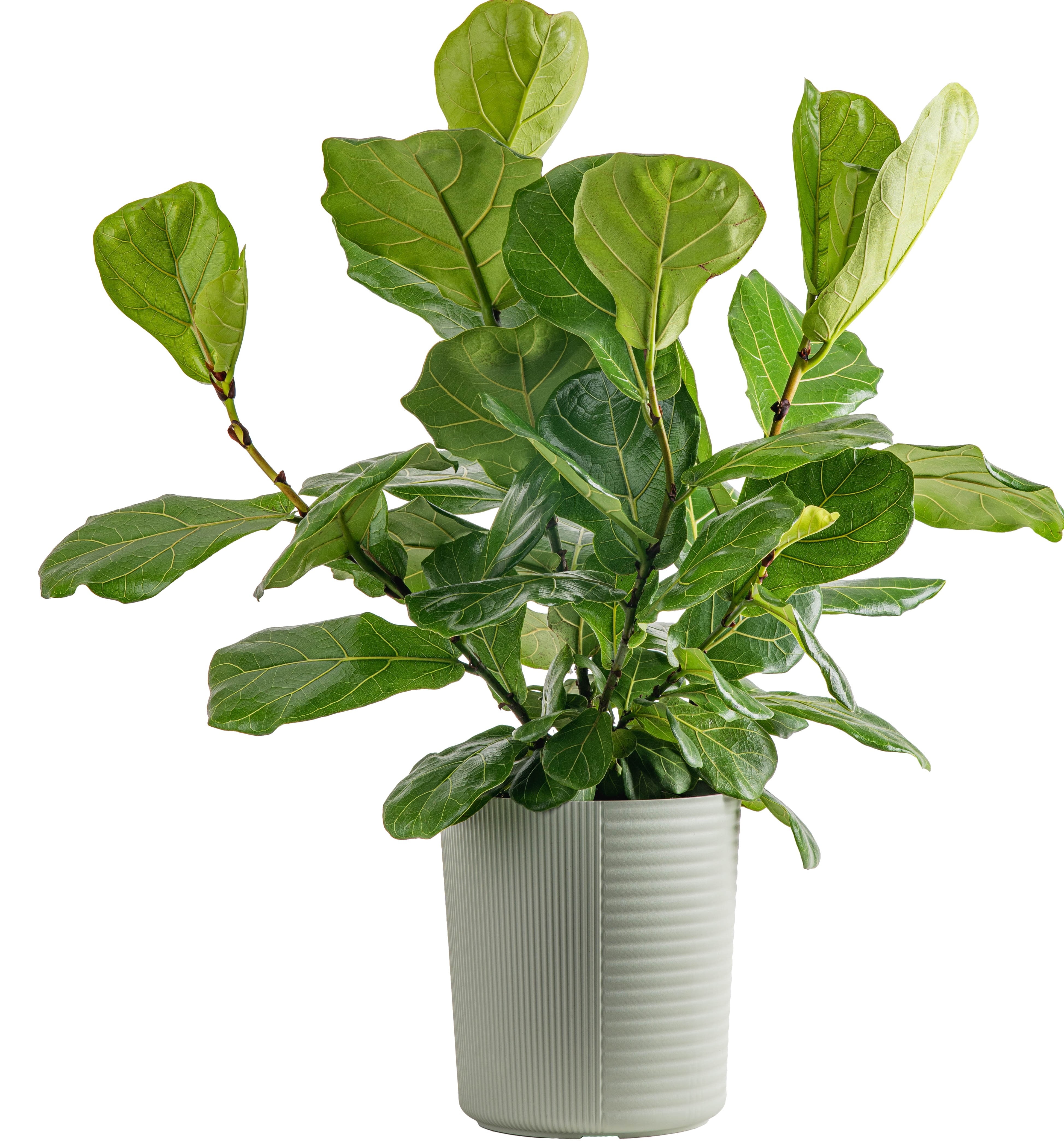 Costa Farms Plants With Benefits Live Indoor Plant Green Fiddle Leaf Fig Plant In 10in Decor Pot