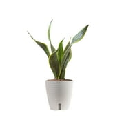 Costa Farms Plants with Benefits Live Indoor Plant Sansevieria Superba in Self-Watering 6in Pot