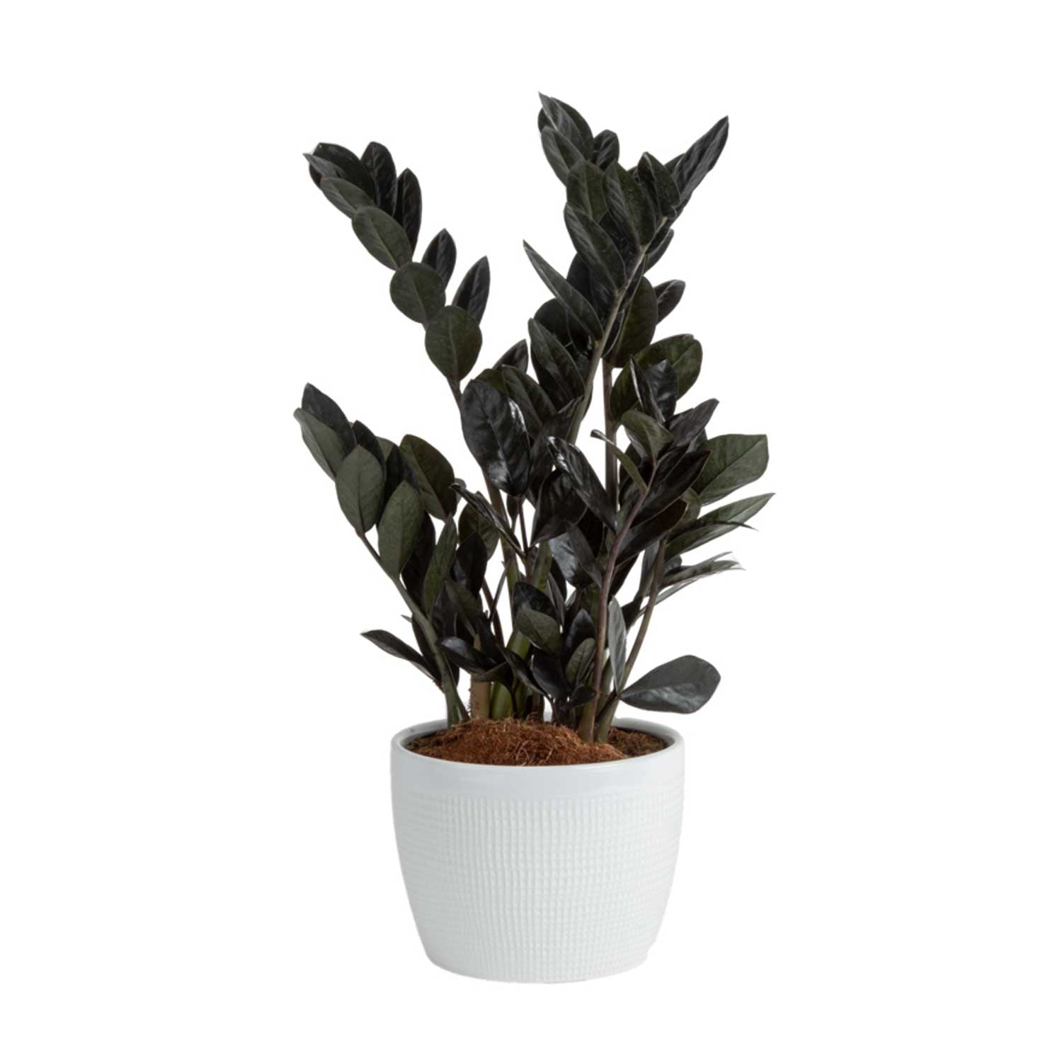 Costa Farms Plants with Benefits Live Indoor and Outdoor 12in. Tall ZZ