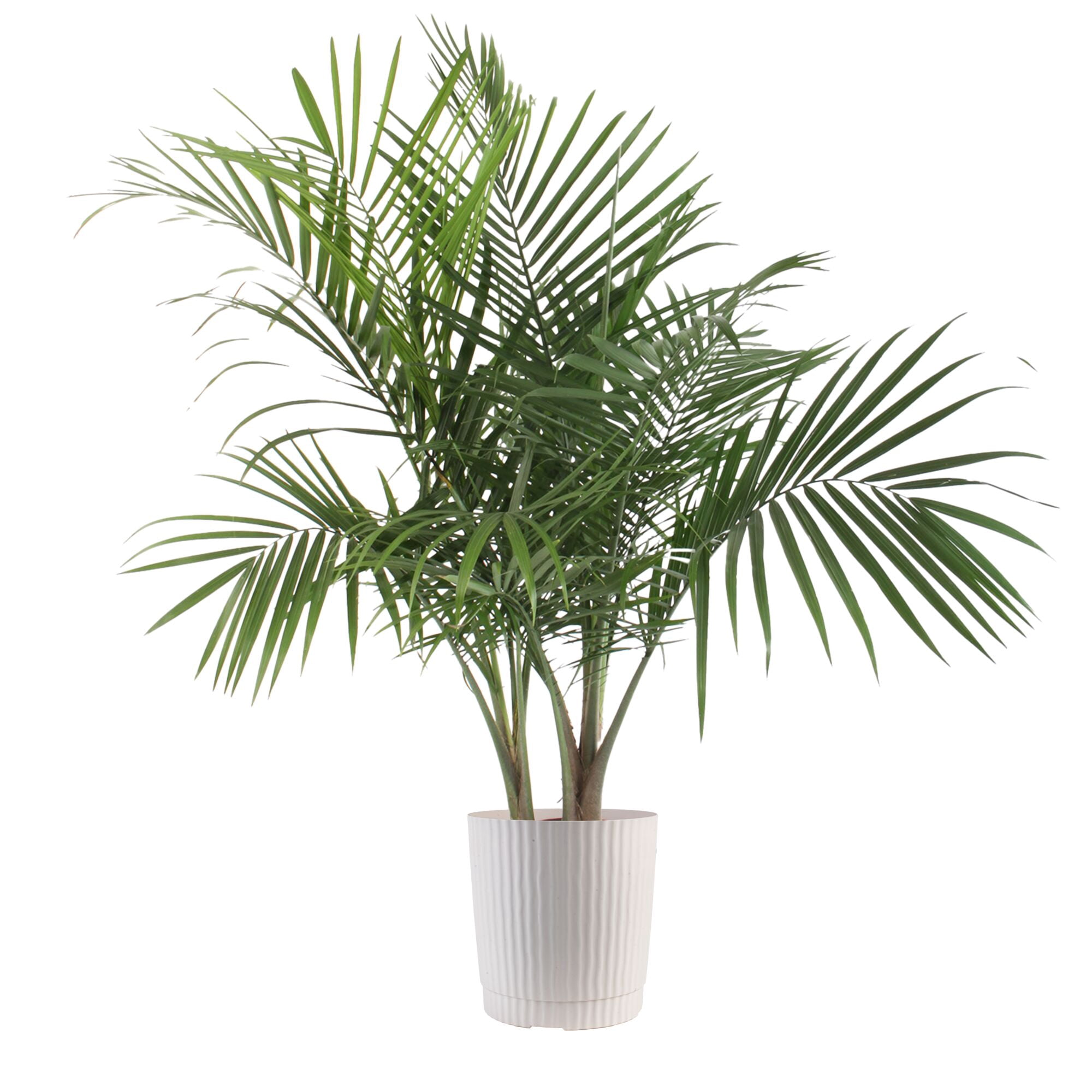 Majestic Palms Near Me: Live Majesty Palm Plants - Walmart.com