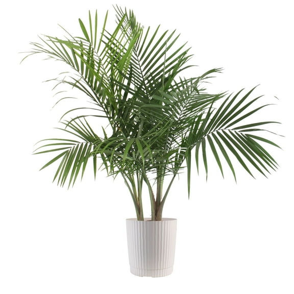 Plants with Benefits by Costa Farms 26" Majesty Palm House Plant in 10" Decor Pot