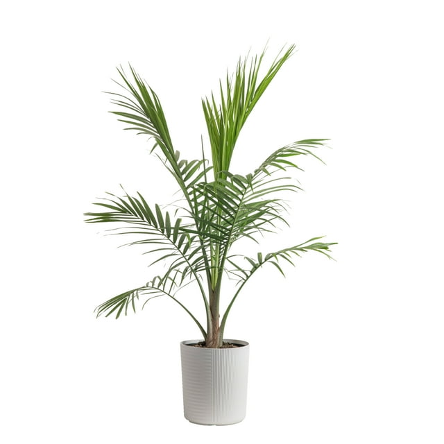 Costa Farms Plants with Benefits Live Plant Green Majesty Palm Plant in