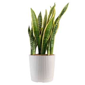 Plants with Benefits by Costa Farms 24" Sansevieria Snake Plant House Plant in 10" Decor Pot