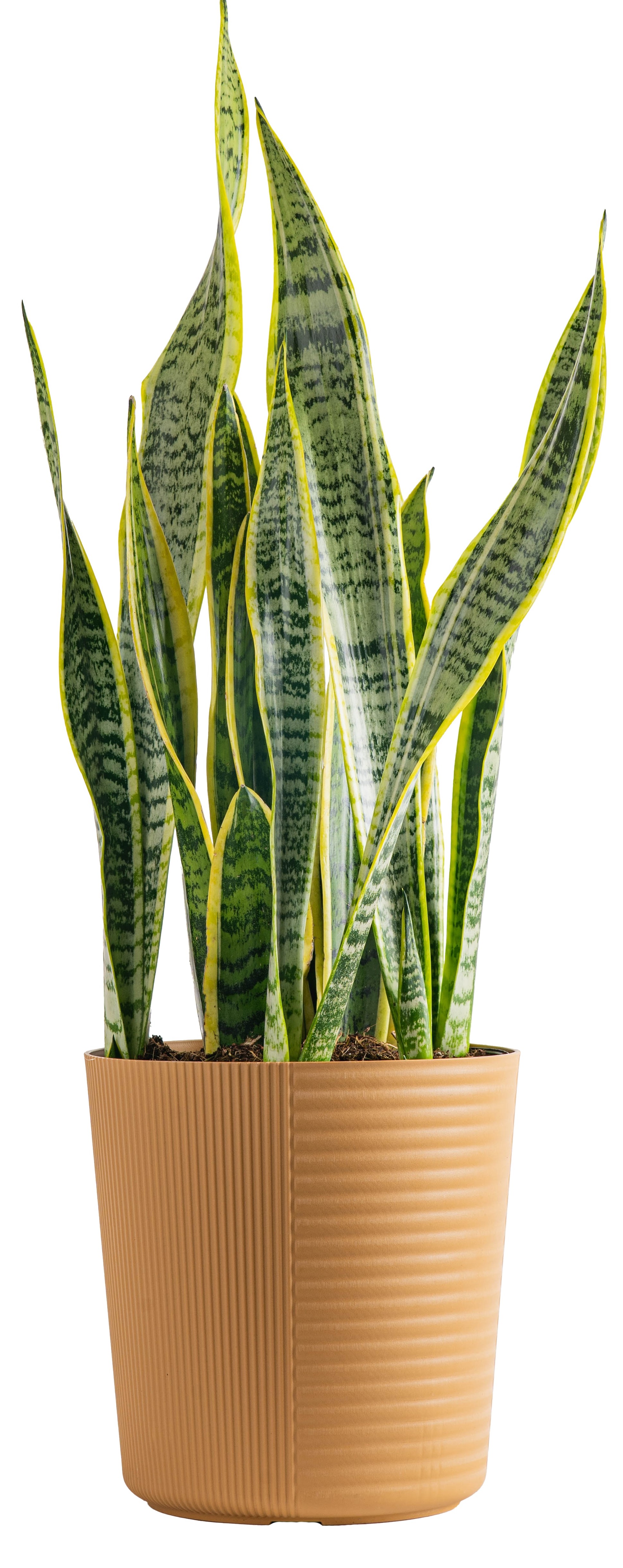 Black Coral Snake Plant Sansevieria Almost Impossible to kill 6
