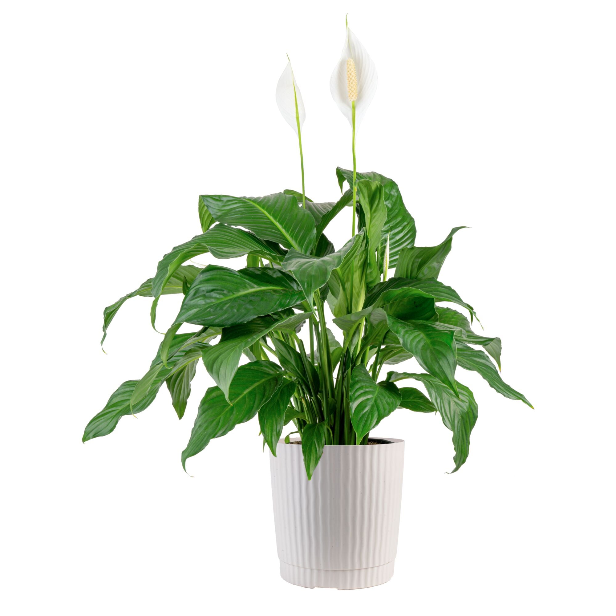 Costa-Farms-Plants-with-