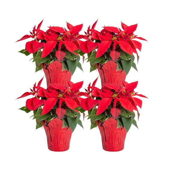 Costa Farms 6-10" Tall Red Poinsettia, Bright Indirect Sunlight, Indoor Live House Plants, 4-pk
