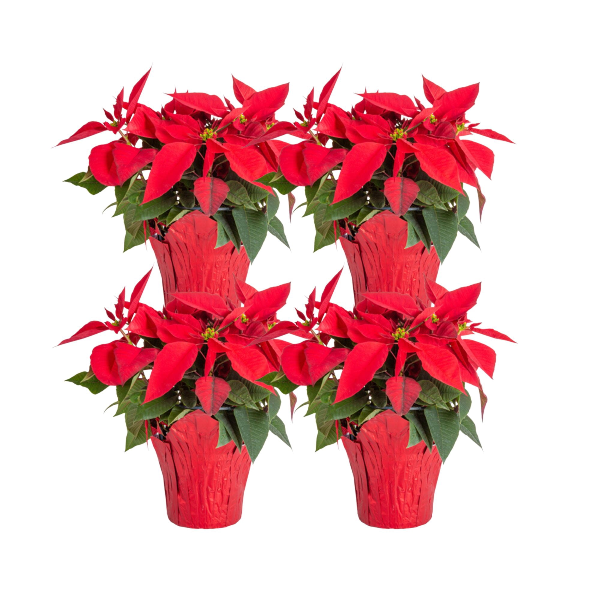 Costa Farms 6-10" Tall Red Poinsettia, Bright Indirect Sunlight, Indoor Live House Plants, 4-pk