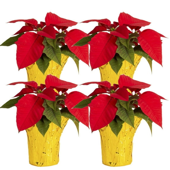 Costa Farms 6-10" Tall Red Poinsettia, Bright Indirect Sunlight, Indoor Live House Plants