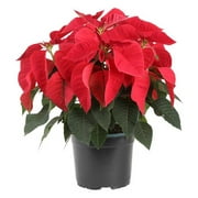 Costa Farms 12-18" Tall Red Poinsettia, Bright Indirect Sunlight, Indoor Live House Plants