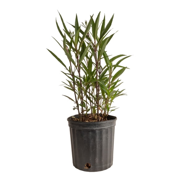 Island Blooms by Costa Farms 24" Tall Ruellia, Direct Sunlight, Live Flowering Outdoor Plant