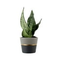 thumbnail image 1 of Costa Farms Sansevieria Mother-In-Law's Tongue, Live Indoor Snake Plant in Modern Ceramic Planter, Grey with Gold Detailing, 8-Inch Tall, Grower's Choice, 1 of 8