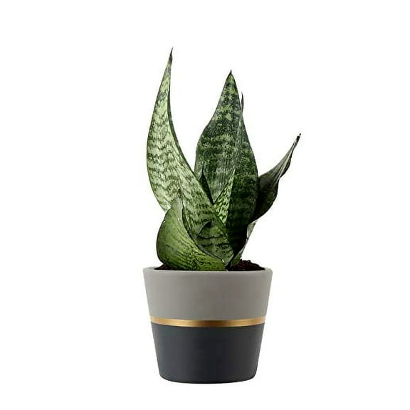 Costa Farms Sansevieria Mother-In-Law's Tongue, Live Indoor Snake Plant in Modern Ceramic Planter, Grey with Gold Detailing, 8-Inch Tall, Grower's Choice