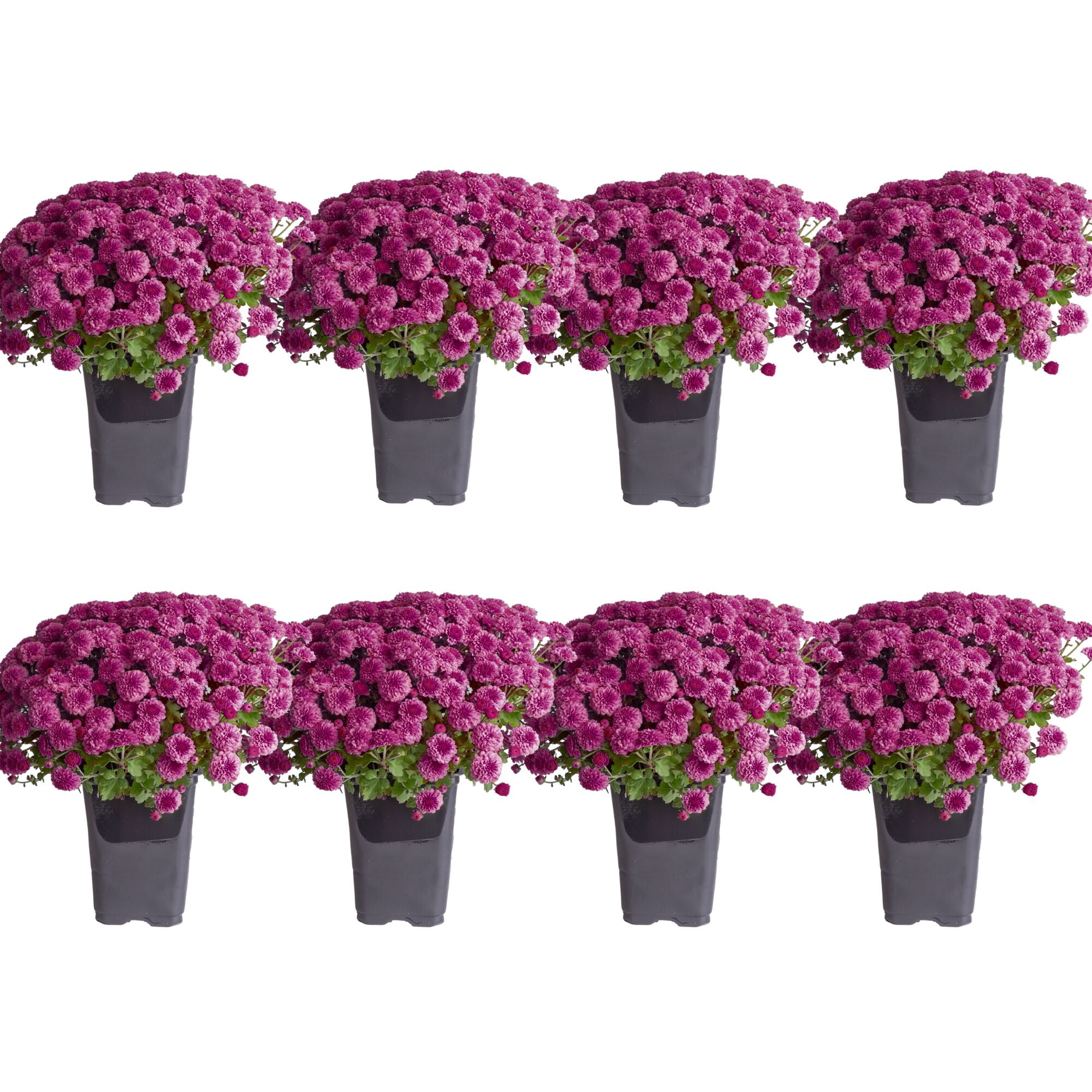 Costa Farms 1-Qt Purple Mums Chrysanthemum, Full Sun, Outdoor Live House Plants, Grow Pot 8-Pk