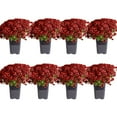thumbnail image 1 of Costa Farms 1-Qt Red Mums Chrysanthemum, Full Sun, Outdoor Live House Plants, Grow Pot 8-Pk, 1 of 8