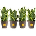 Costa Farms Snake Plant (4Pack), Live Indoor and Outdoor Sansevieria Plants, Easy to Grow Live