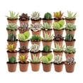 thumbnail image 1 of Costa Farms 3" Tall Assorted Succulents, Bright Indirect Sunlight, Indoor Live House Plants, 30-Pk, 1 of 8