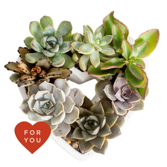 Costa Farms Succulent DIY, Bright Indirect Sunlight, Indoor Live House Plants in 6" Ceramic Planter