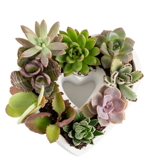 Costa Farms Succulent DIY, Bright Indirect Sunlight, Indoor Live House Plants in 6" Ceramic Planter