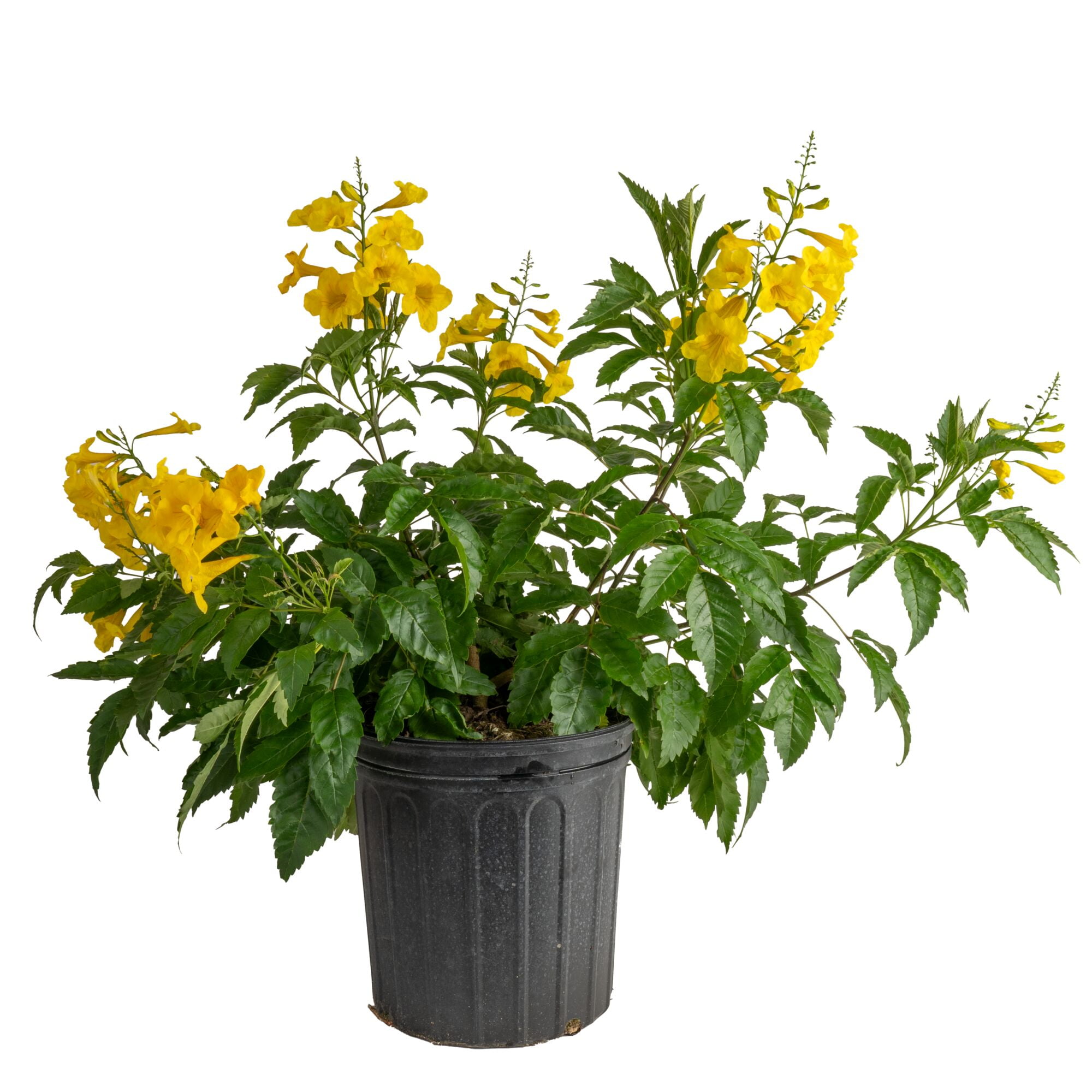 Island Blooms by Costa Farms 26" Tall Tecomaria, Direct Sunlight, Live Flowering Outdoor Plant
