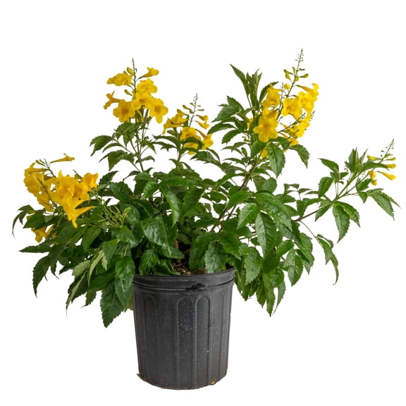 Island Blooms by Costa Farms 26" Tall Tecomaria, Direct Sunlight, Live Flowering Outdoor Plant
