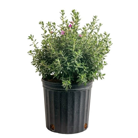 Island Blooms 24" Texas Sage Live Outdoor Plant in 8.75" Grower Pot