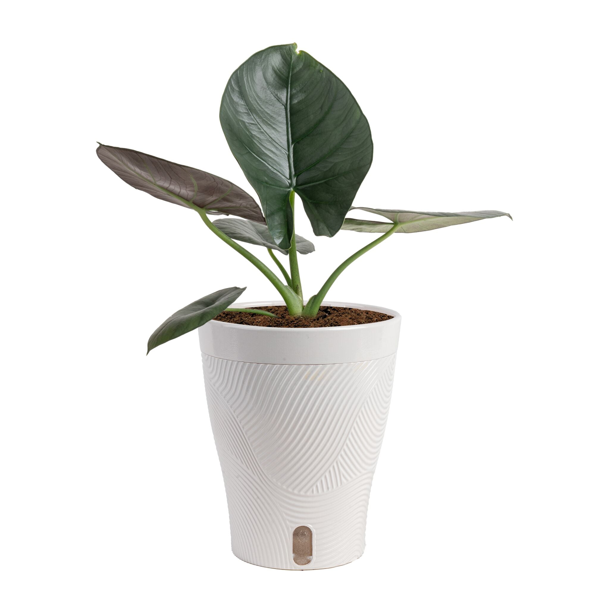 Costa Farms 12" Alocasia Reginae Live House Plants in 5" Self-Watering Pot
