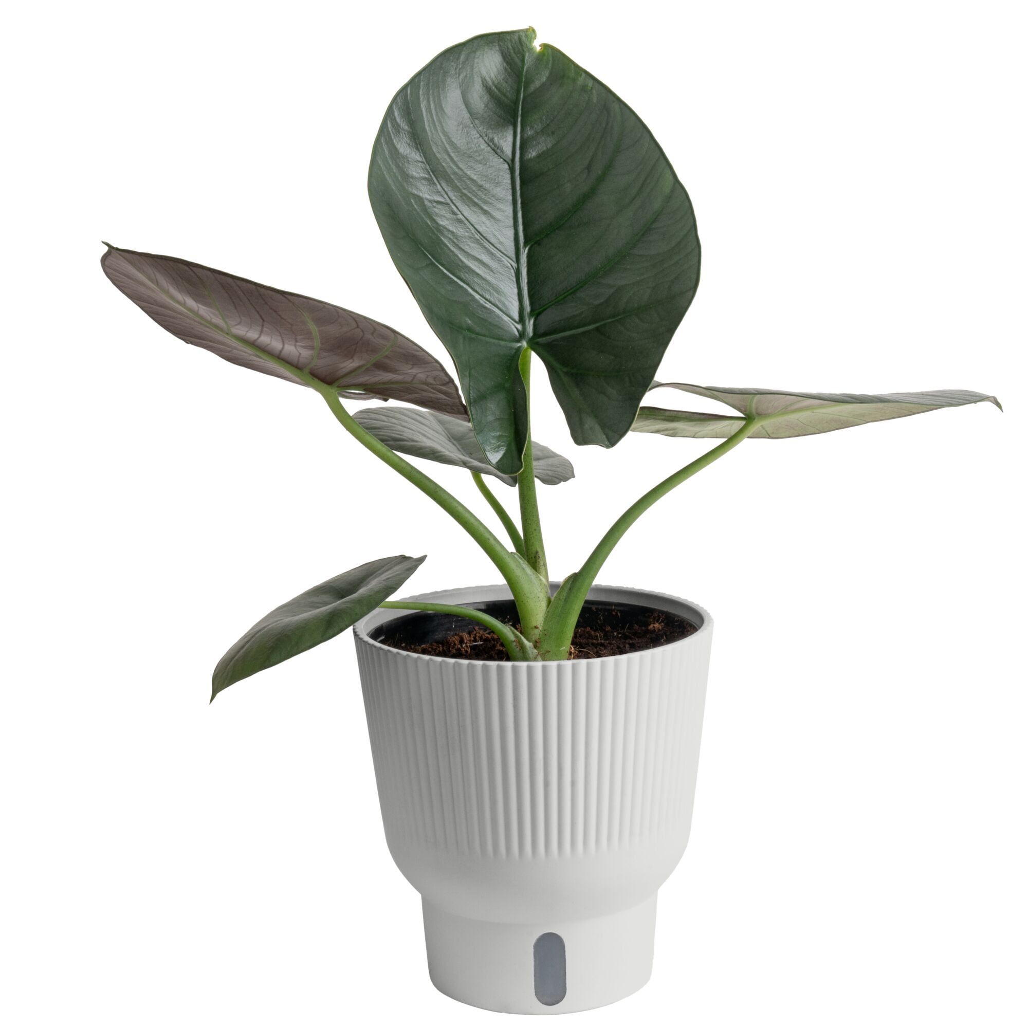 PONS ビカクシダAplus dwarf select OC PONS ビカクシダAplus dwarf