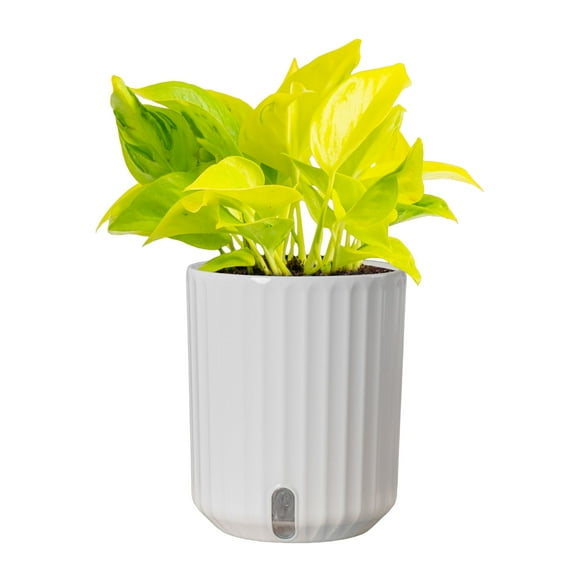 Costa Farms 10" Tall Champs Élysées Pothos Live Plants in 5" Self-Watering Pot