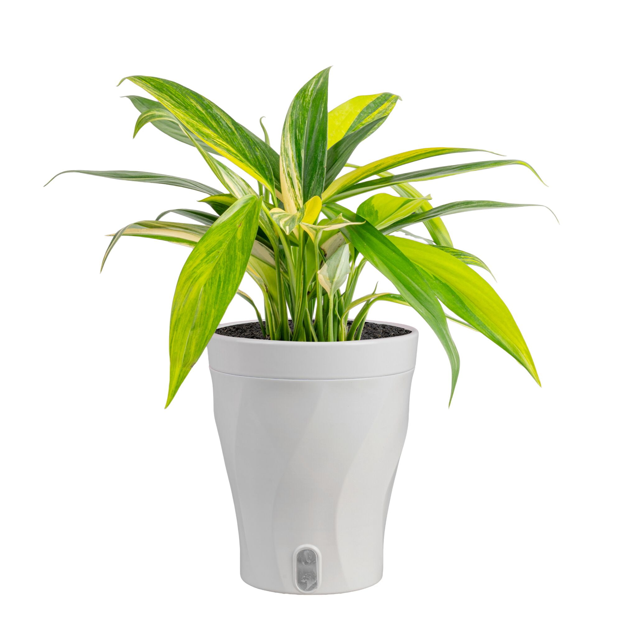 Costa Farms 10" Variegated Epipremnum Amplissimum Live House Plants in 5" Self-Watering Planter