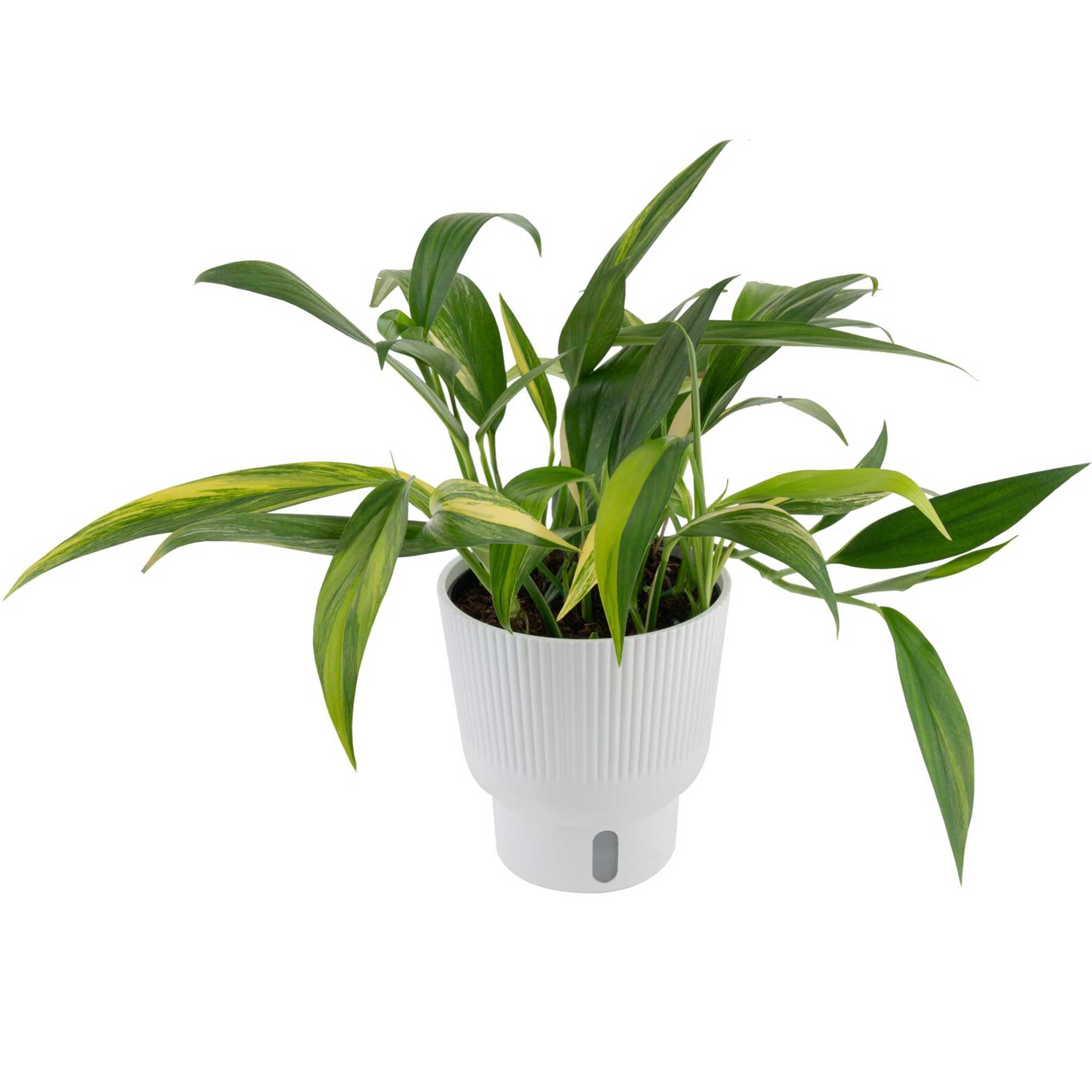 Costa Farms 10" Variegated Epipremnum Amplissimum Live House Plants in 5" Self-Watering Planter