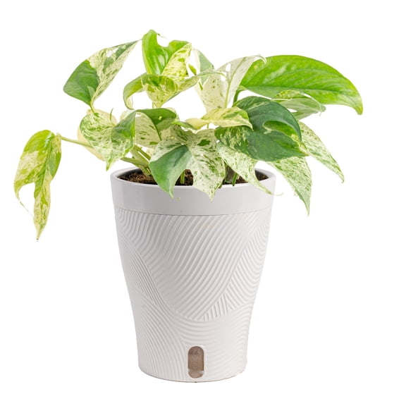 Costa Farms 12" Epipremnum Pinnatum Marble Live House Plants in 5" Self-Watering Pot