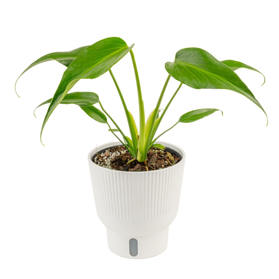 Costa Farms 10" Tall Monstera Burle Marx Flame Bright Indirect Sunlight, Live House Plants