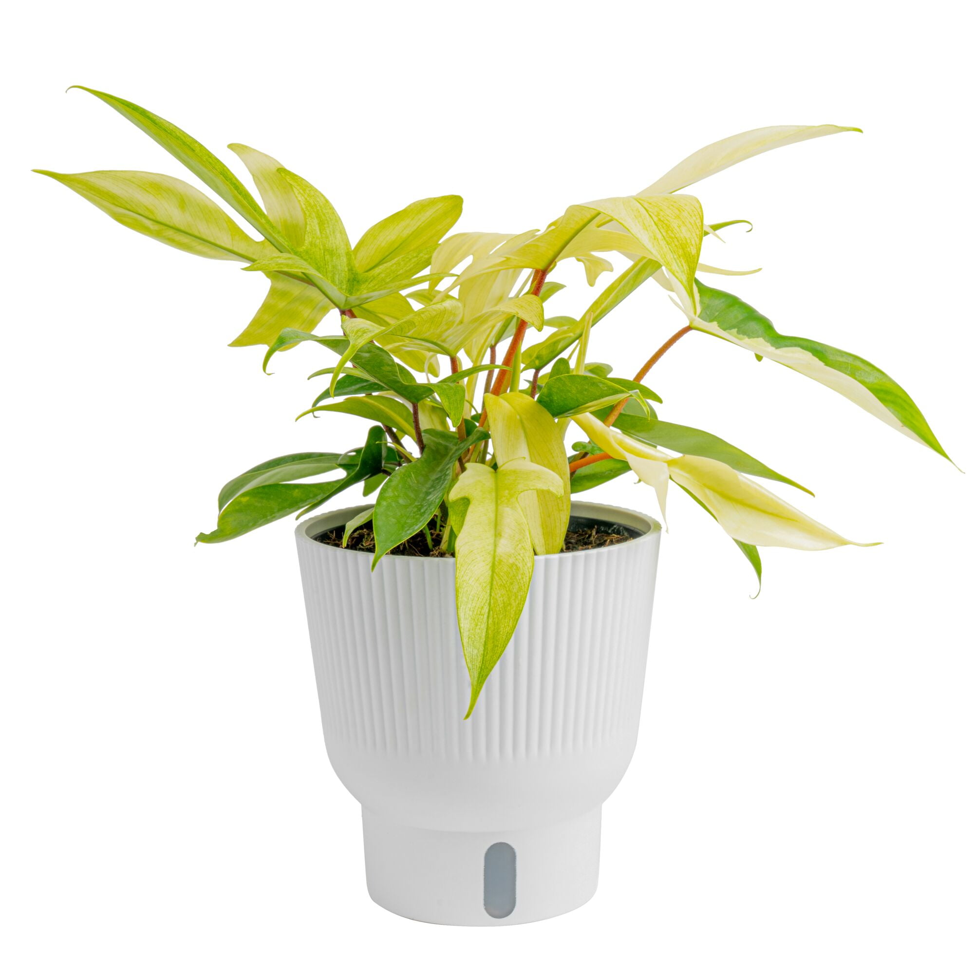 Costa Farms 10-12" Tall Philodendron Florida Ghost Bright Indirect Sunlight, Live House Plants
