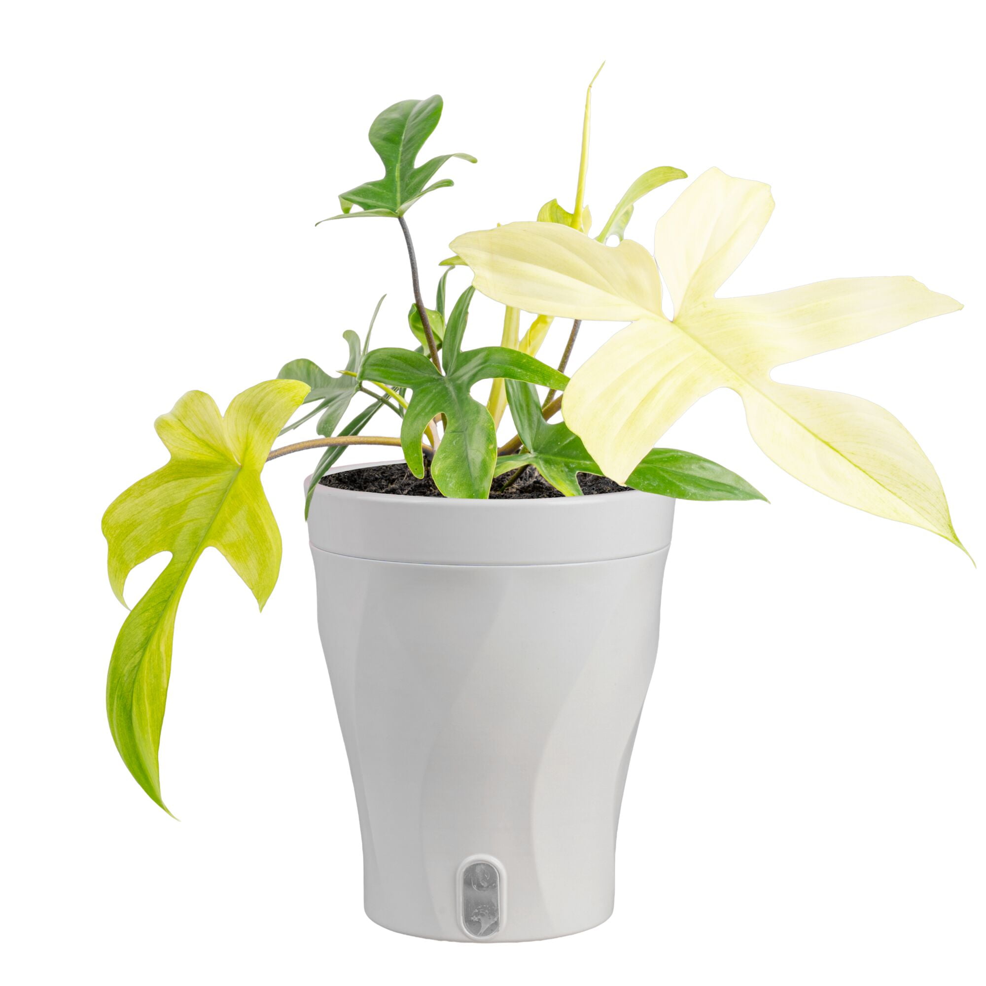 Costa Farms 10" Tall Philodendron Florida Ghost Live House Plants in 5" Self-Watering Planter