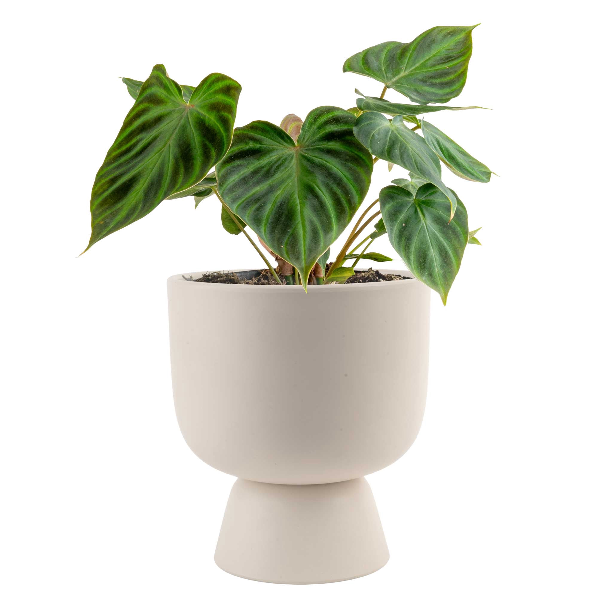 Costa Farms 8" Philodendron Verrucosum Live House Plants in 6" Decor Pot -  Walmart.com