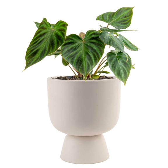 Costa Farms 8" Philodendron Verrucosum Live House Plants in 6" Decor Pot