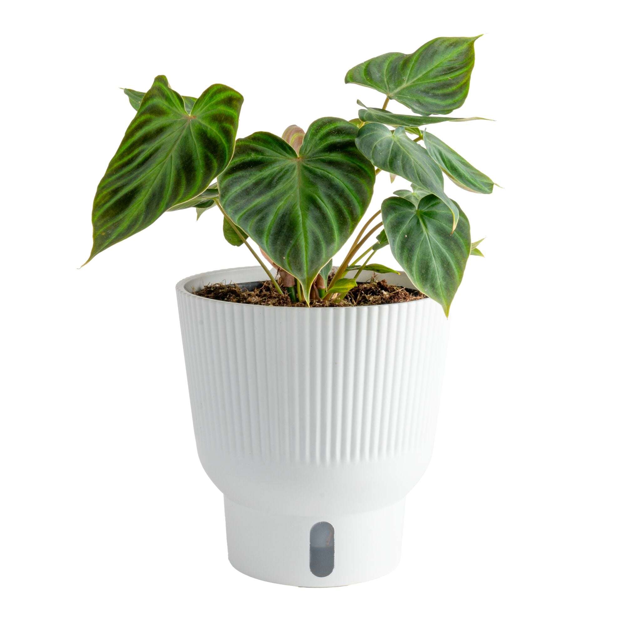 10-12" Tall, Philodendron Verrucosum, Bright Indirect Sunlight, Live House Plant