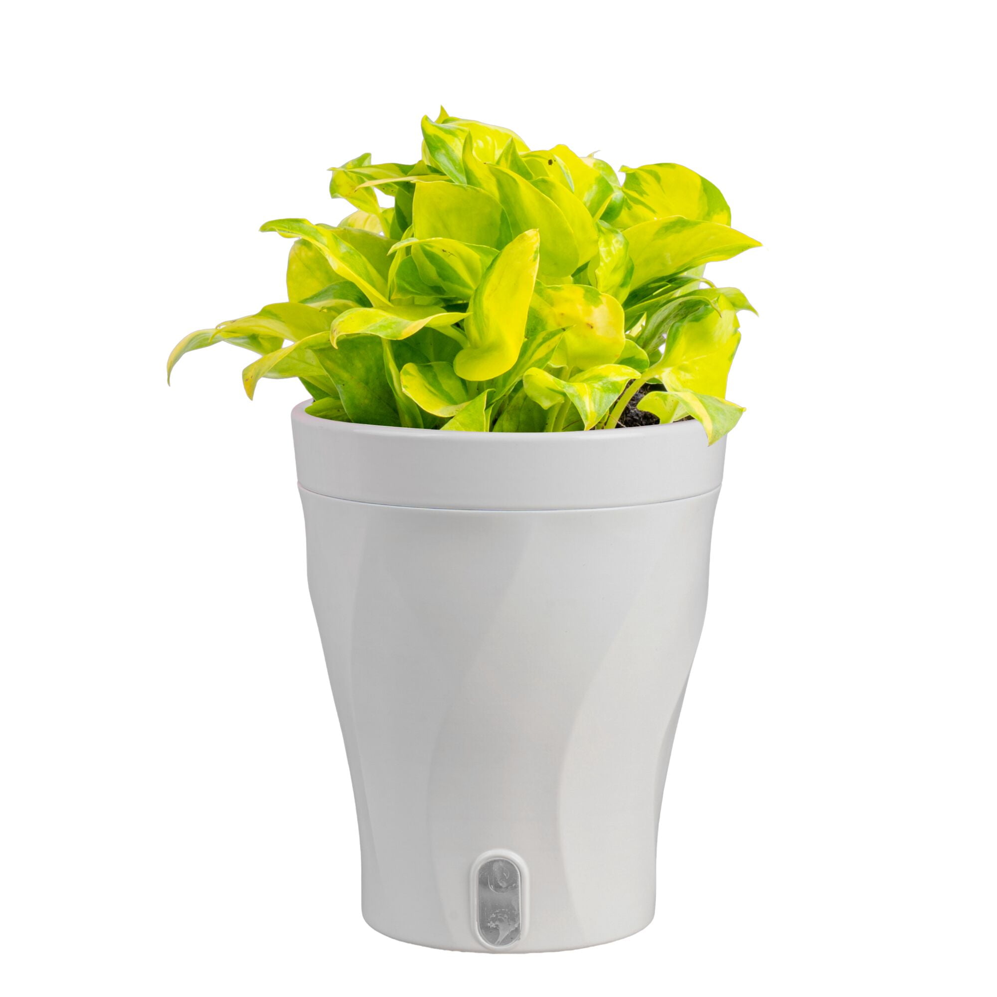 Costa Farms 10" Pothos Neon Joy Live House Plants in 5" Self-Watering Pot