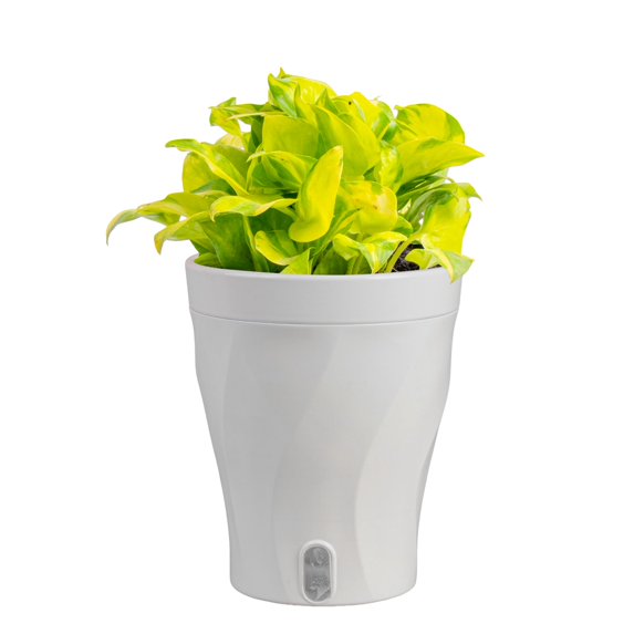 Costa Farms 10" Pothos Neon Joy Live House Plants in 5" Self-Watering Pot