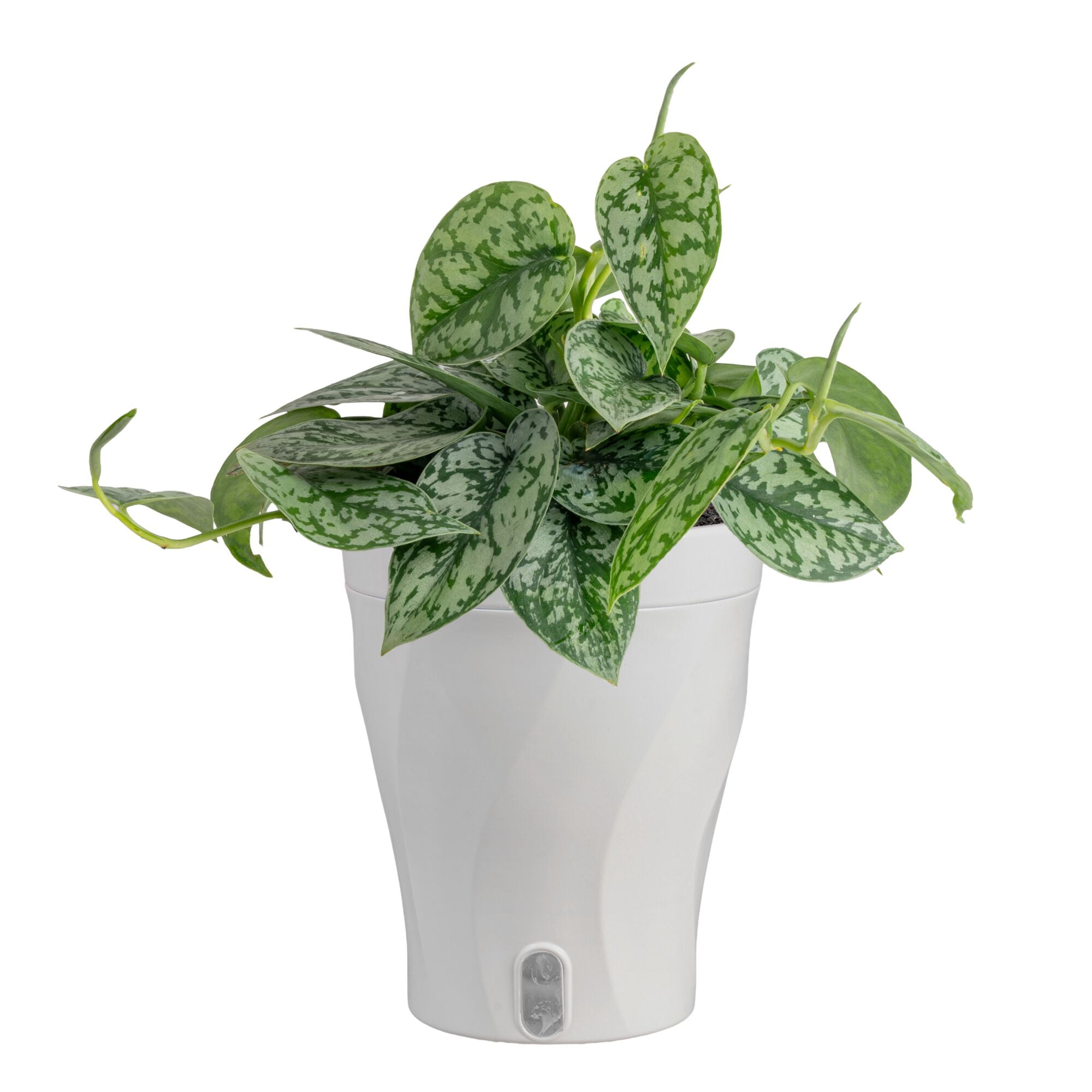 Scindapsus Silver