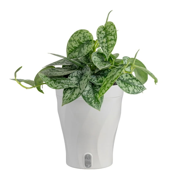 Costa Farms 12" Tall Scindapsus Silver Lady Live House Plants in 5" Self-Watering Pot