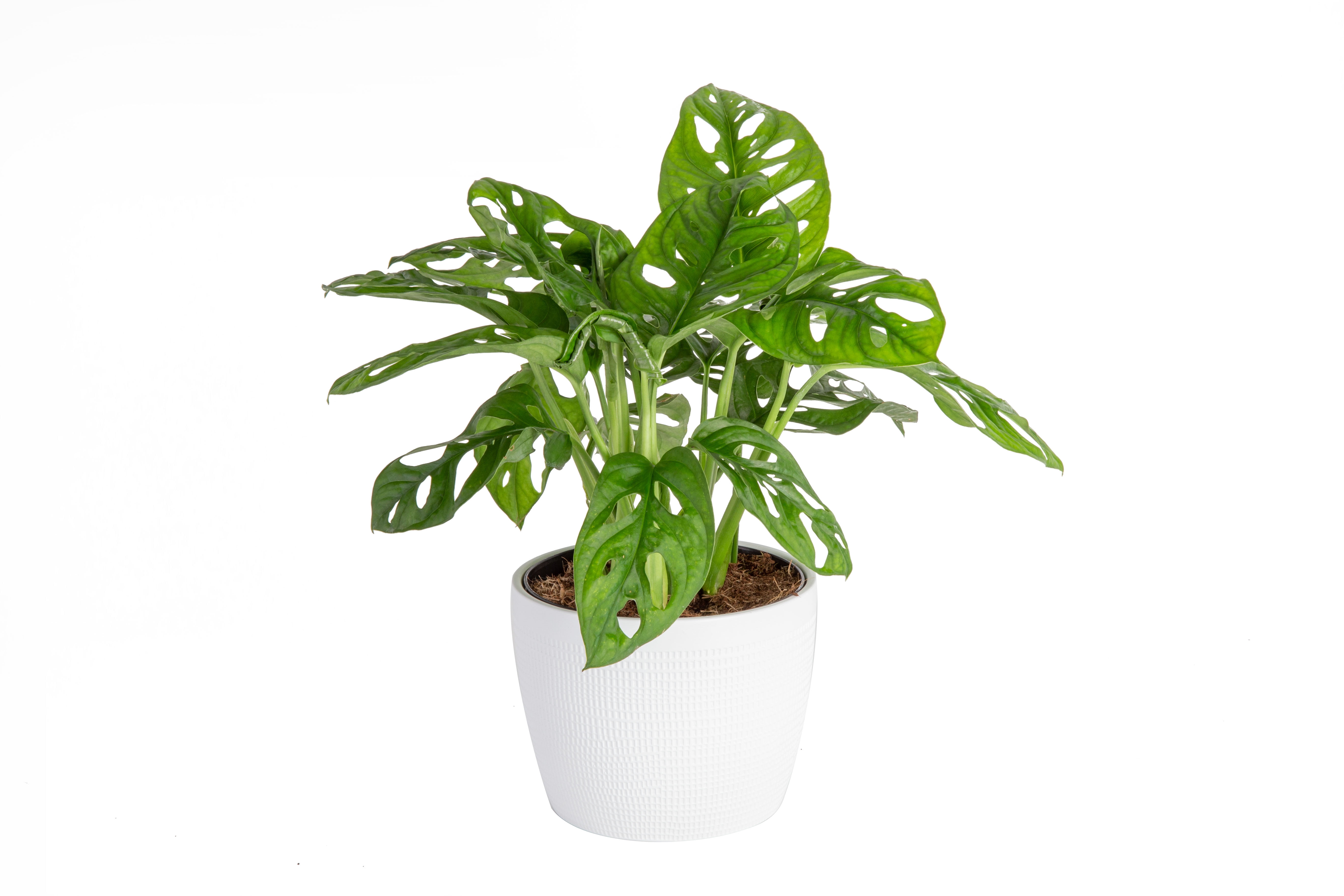 Costa Farms Trending Tropicals Live Indoor Green Mini Monstera Plant in 6in. Pot