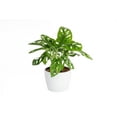 thumbnail image 1 of Costa Farms Trending Tropicals Live Indoor Green Mini Monstera Plant in 6in. Pot, 1 of 1