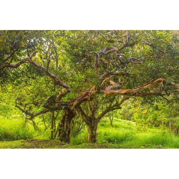Costa Rica, Monteverde Cloud Forest Reserve Scenic with shapely trees Credit as: Cathy & Gordon Illg / Jaynes Gallery Poster Print by Jaynes Gallery (36 x 24) # SA22BJY0226