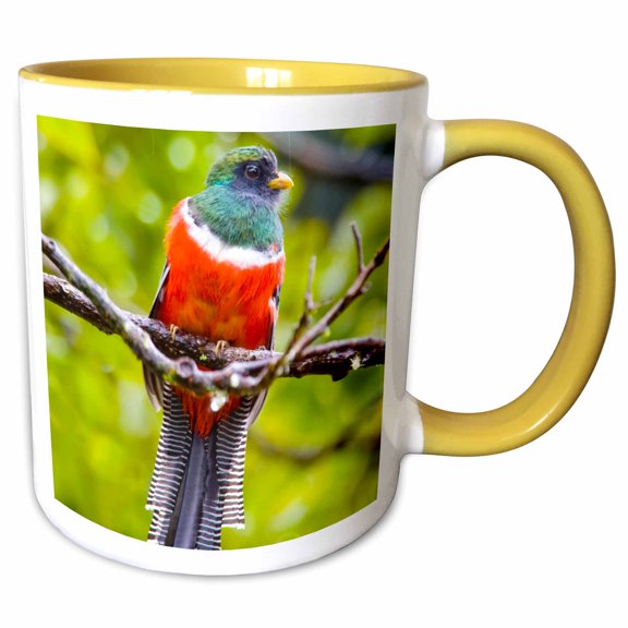 3drose, Costa Rica, Rio Savegre, Collared Trogon Bird - Sa22 Bja0010 - Jaynes Gallery, 11oz Two-tone Yellow Mug